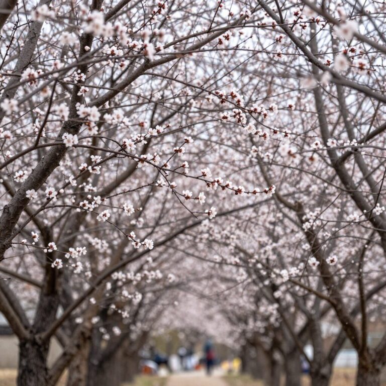 2026년 2월 말 양산 순매원 매화 개화 상황으로 꽃봉오리가 맺힌 가지와 부분적으로 핀 홍매화