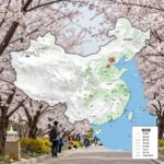 2026년 전국 벚꽃 개화 예상 시기를 나타낸 지도