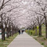안양천 제방 벚꽃길 위쪽 산책로의 벚꽃 터널 풍경