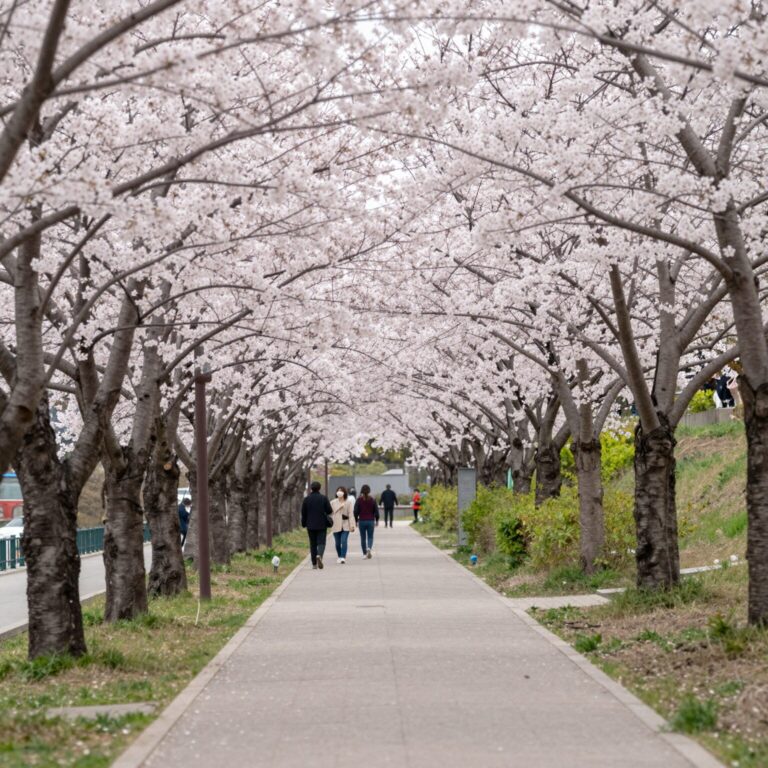안양천 제방 벚꽃길 위쪽 산책로의 벚꽃 터널 풍경