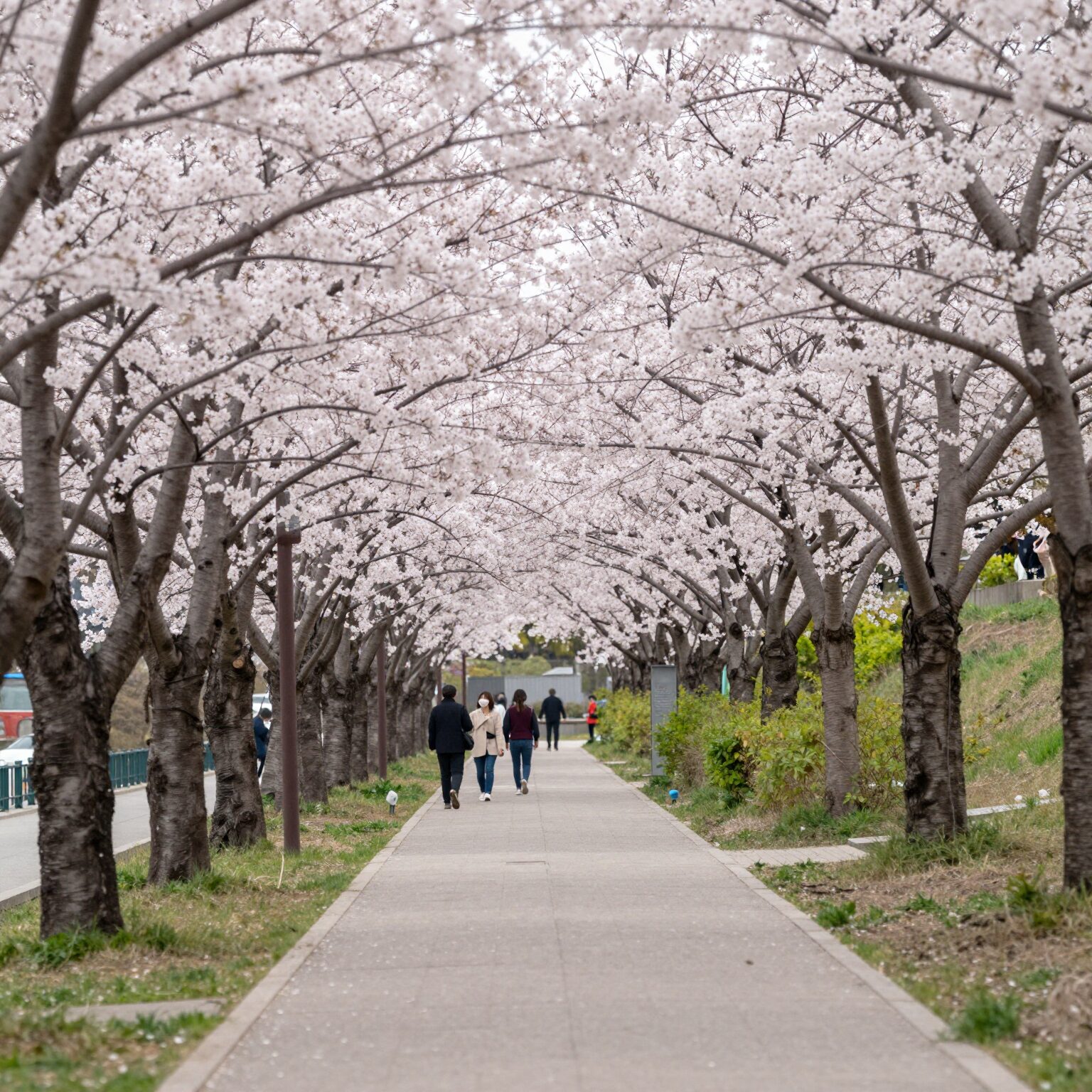 안양천 제방 벚꽃길 위쪽 산책로의 벚꽃 터널 풍경