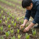 봄에 돋아난 화살나무 어린순 홑잎나물 채취 적기 모습