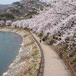 보령댐 물빛공원 봄 벚꽃이 만개한 산책로와 데크길 풍경