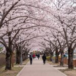 봄꽃 구분법과 국내외 벚꽃 명소 부산 민주공원에 핀 풍성한 분홍색 겹벚꽃 나무와 산책로