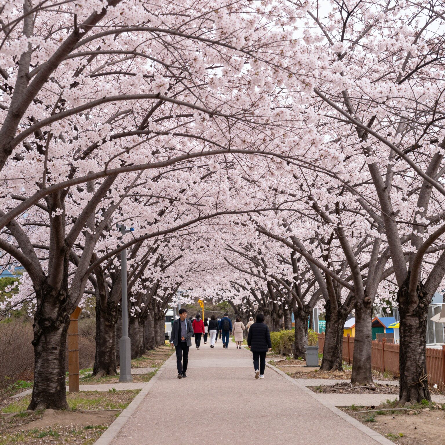 부산 민주공원에 핀 풍성한 분홍색 겹벚꽃 나무와 산책로