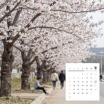 2026년 벚꽃 연금 수령일과 절세 전략 2026년 4월 벚꽃 배당금 지급 예정일이 표시된 달력