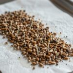 체리 묘목 심기와 키우는 방법 체리 씨앗 발아 과정을 보여주는 사진, 젖은 키친타월에 싸인 씨앗과 작은 뿌리가 나온 모습