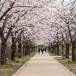 양평 갈산공원 봄 벚꽃 터널 길 산책로 경치