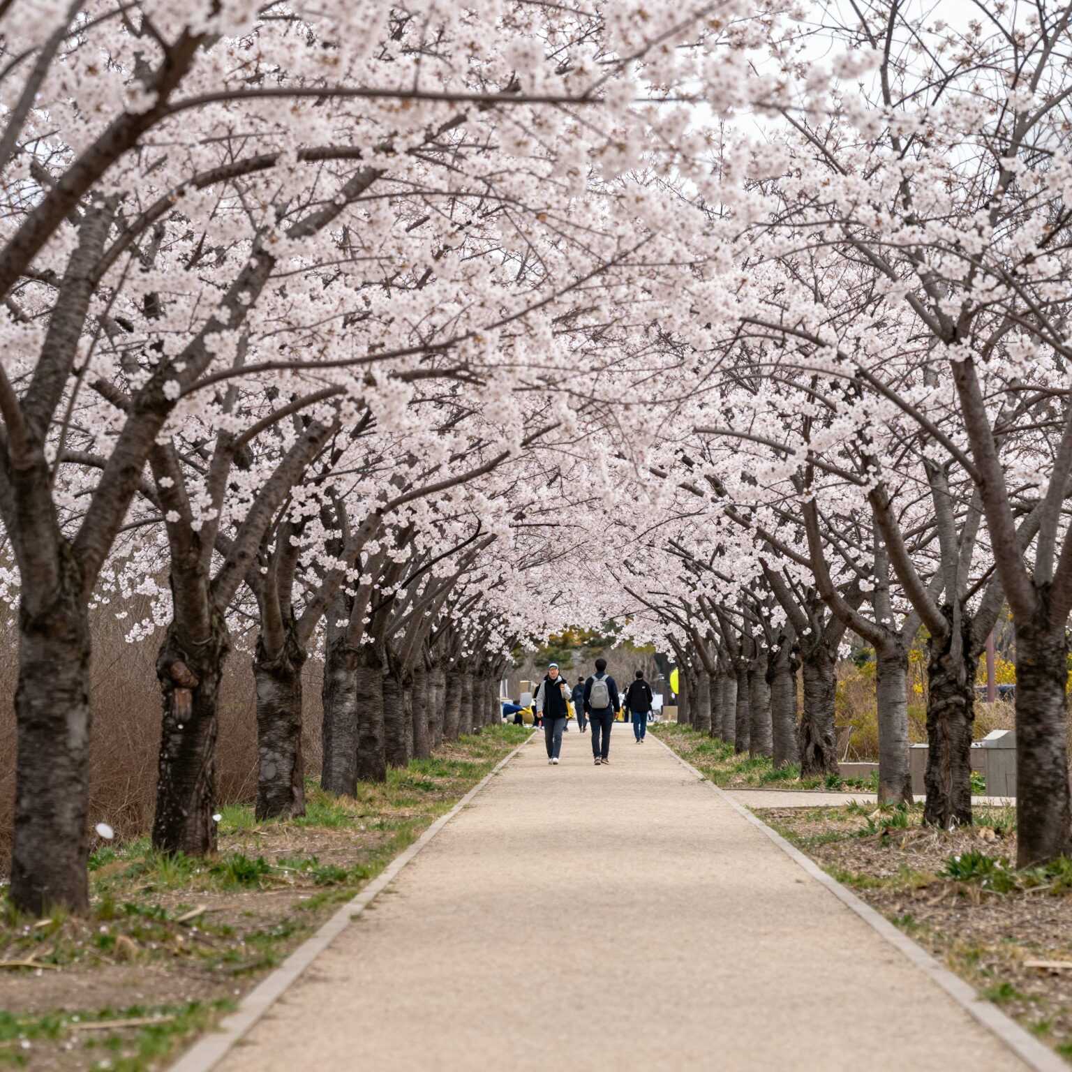 양평 갈산공원 봄 벚꽃 터널 길 산책로 경치