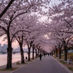 2026년 광주 벚꽃 명소와 예상 개화 시기 저녁 노을에 비친 광주천 벚꽃길의 분홍빛 풍경