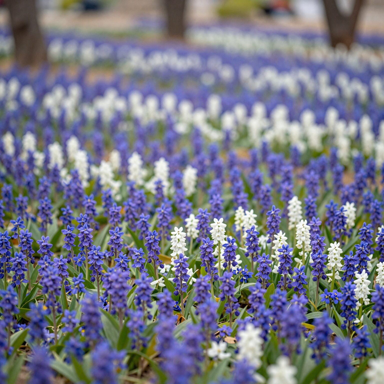 봄날 정충묘 자주목련 군락지에 핀 자주색과 흰색 목련꽃