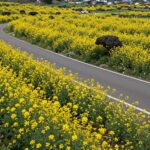 4월 제주도 날씨와 여행 꿀팁 제주도 녹산로의 노란 유채꽃밭과 드라이브 도로