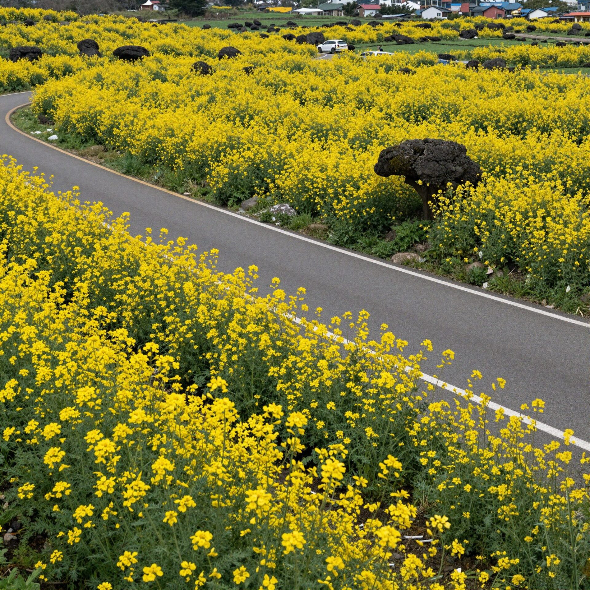 제주도 녹산로의 노란 유채꽃밭과 드라이브 도로