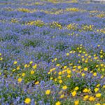 제주도 4월 말 봄날씨에 푸른 잔디밭과 노란 유채꽃이 피어 있는 전경