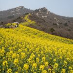 2026년 제주 휴애리 유채꽃축제 가이드 한라산을 배경으로 노란 유채꽃밭이 펼쳐진 휴애리 봄 풍경