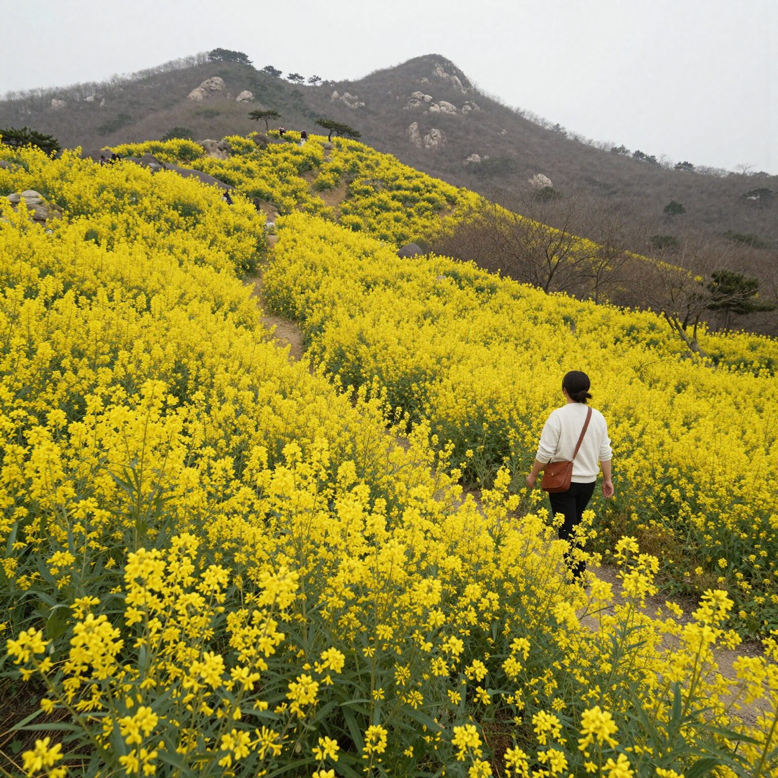 한라산을 배경으로 넓게 펼쳐진 휴애리 자연생활공원의 노란 유채꽃밭