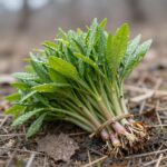 봄철 산자락에서 채취한 신선한 찔레순