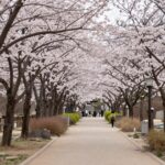 봄날 목련꽃이 피어 있는 공원 길