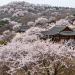 강진 남미륵사의 봄철쭉과 서부해당화가 만개한 화사한 풍경