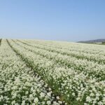 2026년 봄 배꽃 피는 시기와 명소 만개한 하얀 배꽃이 핀 넓은 배 농장 풍경, 푸른 하늘과 어우러져 봄날의 청량함을 느낄 수 있음