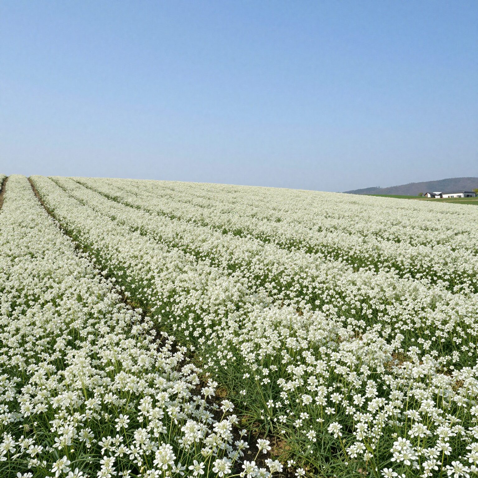 만개한 하얀 배꽃이 핀 넓은 배 농장 풍경, 푸른 하늘과 어우러져 봄날의 청량함을 느낄 수 있음