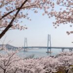 진해 여좌천 로망스 다리와 벚꽃 풍경