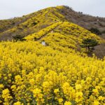 지리산 산수유 꽃밭의 황금빛 풍경