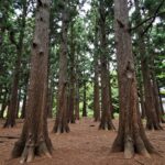 남양주 사릉 전경과 굽은 소나무들