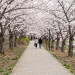 SK석유화학 벚꽃동산 개방 정보와 방문 팁 SK석유화학 벚꽃동산의 벚꽃이 만개한 오르막 산책로