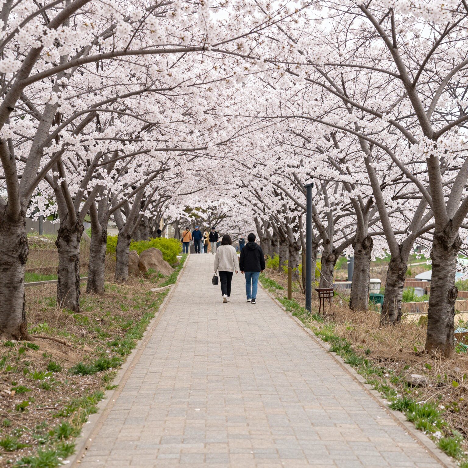 SK석유화학 벚꽃동산의 벚꽃이 만개한 오르막 산책로