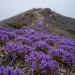 소백산 정상 초원에 핀 보랏빛 일월비비추 군락