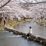 의암호 출렁다리 사이로248에서 바라본 봄의 공지천과 벚꽃 풍경