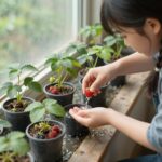 창가에 놓인 딸기 모종 화분에 물을 주는 모습