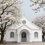 순천복음교회의 흰색 건물과 흐드러지게 핀 흰 매화꽃이 조화를 이루는 봄 풍경