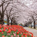 대구 욱수골 봄 풍경 수양벚꽃과 개나리