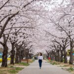울산 MBC 문화동산의 벚꽃과 동백꽃이 함께 피어난 경관