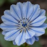 가까이에서 본 큰개불알풀의 하늘색 꽃잎과 섬세한 파란 줄무늬