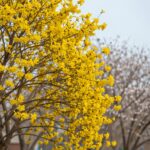 황매화 특징과 다른 매화와의 차이점 봄에 노란 꽃이 핀 황매화 나무 가지