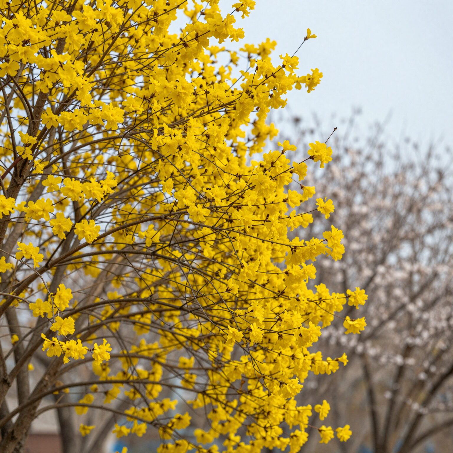 봄에 노란 꽃이 핀 황매화 나무 가지