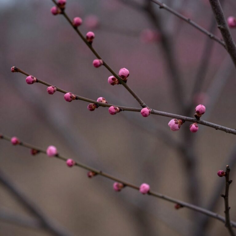 양산 원동 순매원 초입에 핀 홍매화와 꽃봉오리