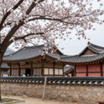 순천 선암사 겹벚꽃 만개 시기와 아름다운 포토존 순천 선암사 만개한 겹벚꽃과 전통 사찰 건물이 조화를 이루는 봄 풍경