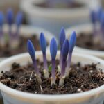 화분에 심겨진 산마늘 모종의 가까운 모습, 푸른 싹이 돋아나고 있음