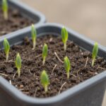 화분에 심겨진 눈개승마 모종, 작은 새순이 올라오고 있다