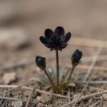 땅에 붙어 핀 검은 자주색 개족도리풀 꽃의 클로즈업 사진