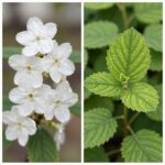 진달래와 철쭉 나란히 비교 사진, 왼쪽은 잎 없이 꽃만 핀 진달래, 오른쪽은 잎과 함께 핀 철쭉