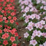 철쭉과 영산홍 꽃의 생김새와 색감 차이를 비교한 사진. 왼쪽은 작고 촘촘한 영산홍, 오른쪽은 크고 넓게 핀 철쭉.