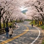 봄에 만개한 부귀리 벚나무 터널길의 S자 커브 풍경