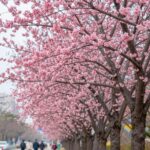 명자나무 키우기와 꽃 열매 관리 봄에 붉게 핀 명자나무 꽃 가지