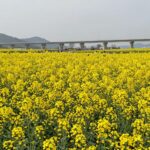 2026년 창녕 유채꽃 축제 가이드와 생생한 현장 창녕 남지유채밭의 넓게 펼쳐진 노란 유채꽃과 멀리 보이는 남지철교 풍경