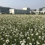 창원 농업기술센터 앞 넓은 유채꽃밭과 뒤편의 도시 건물들